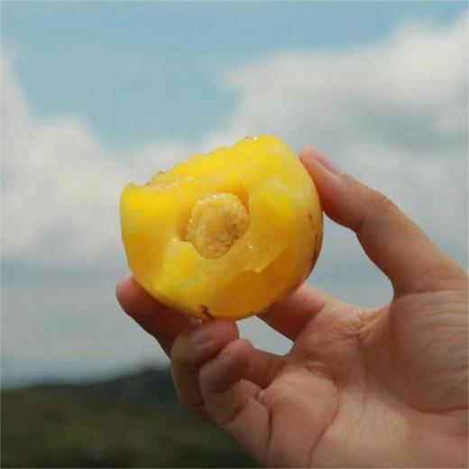 【顺丰/京东】树上熟人参果 清甜的汁水瞬间充斥味蕾  好吃回味 - ATX 商品图4