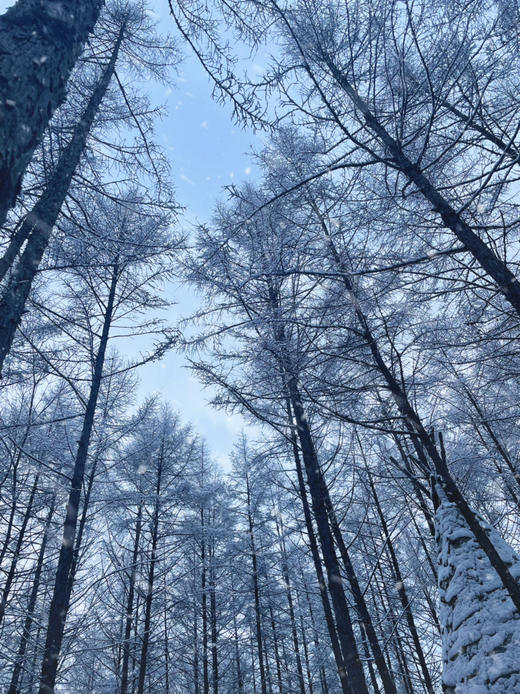 【梦幻雪国】7天6晚穿越1200公里的雪国浪漫，东北雪季 定金专拍 商品图8