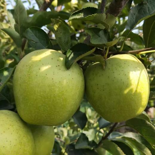 【果蔬精选】云南王林苹果 苹果中的“贵族” 自带兰花香气 清新馥郁 清脆爽口 香甜多汁 营养丰富～ 商品图4