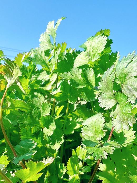 为庄园猫猫养护特推出的有机蔬菜采摘年卡（2025年度） 商品图6