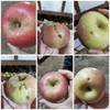 沙漠有机苹果（基地直发-京东包邮） | 多种规格，来自内蒙古赤峰，生产者：倪铁军【合作生产，公平贸易】 商品缩略图2