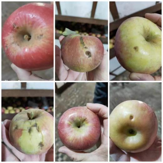 沙漠有机苹果（基地直发-京东包邮） | 多种规格，来自内蒙古赤峰，生产者：倪铁军【合作生产，公平贸易】 商品图2