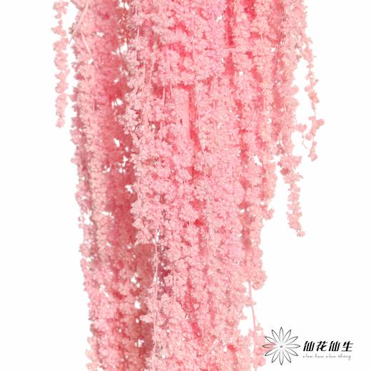 永生花材 ｜ 吊米粉色 商品图4