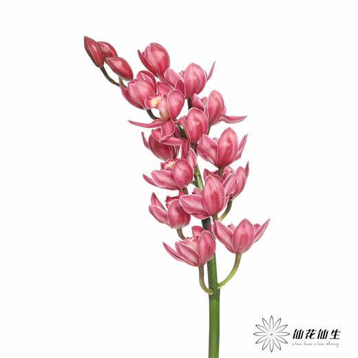 兰花 | 大花蕙兰绣球 商品图1