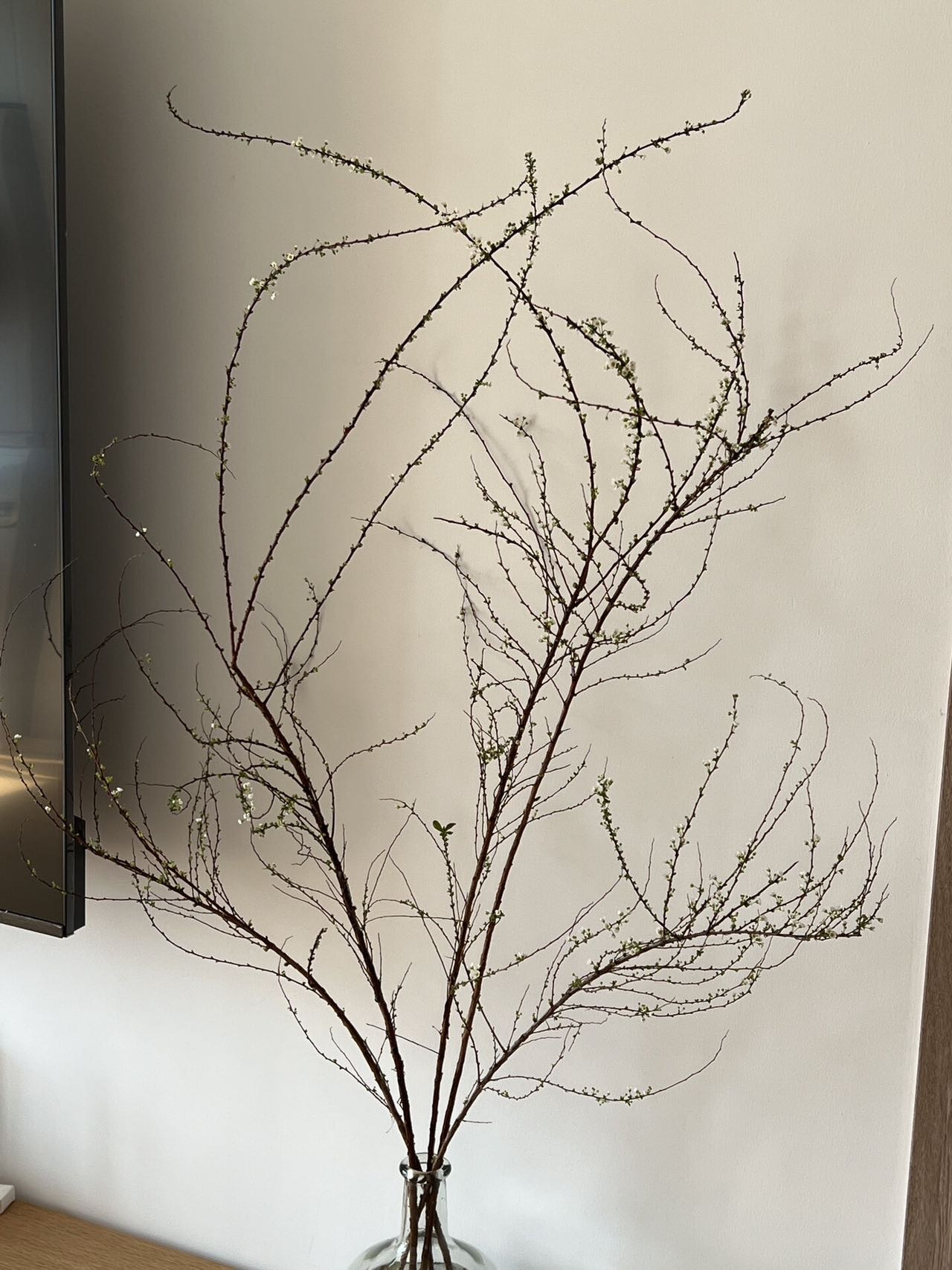 有水就能养的花·干枝雪柳
