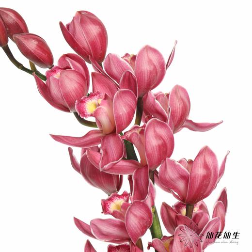 兰花 | 大花蕙兰绣球 商品图2