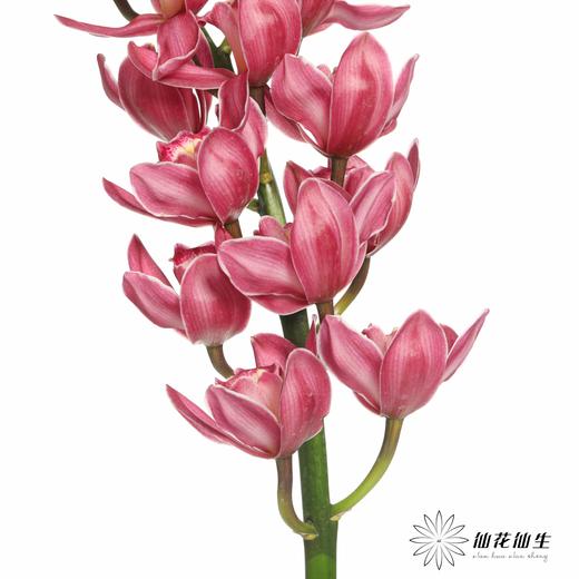 兰花 | 大花蕙兰绣球 商品图5