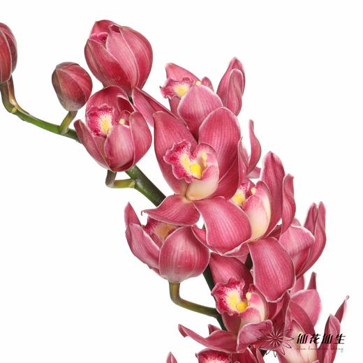 兰花 | 大花蕙兰绣球 商品图4