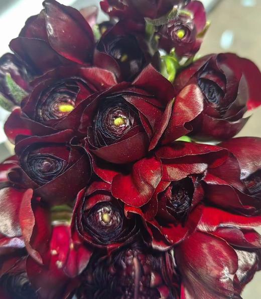 成功洋牡丹 | 小黑人 商品图0