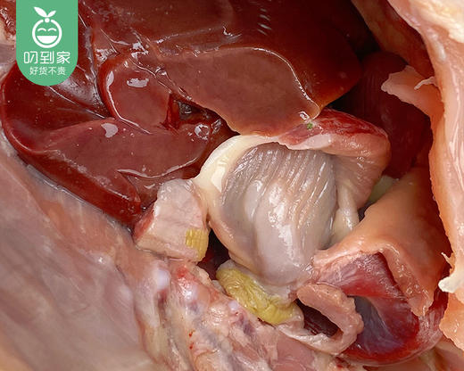 洛江山头散养180天跑飞天土鸡母-砍块（杀完约1.2kg±100g/只） 商品图3