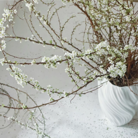 白色丨雪柳花丨草花【运输易掉嫩芽介意勿拍超长花材单独发货】超多花苞