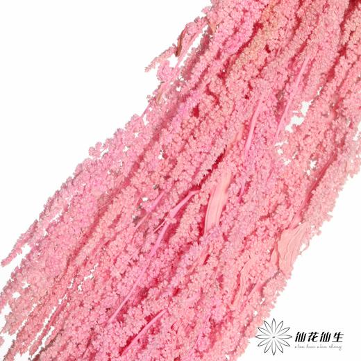 永生花材 ｜ 吊米粉色 商品图3