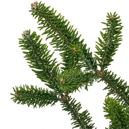 诺贝松丨圣诞节专属丨1-2支 商品图6