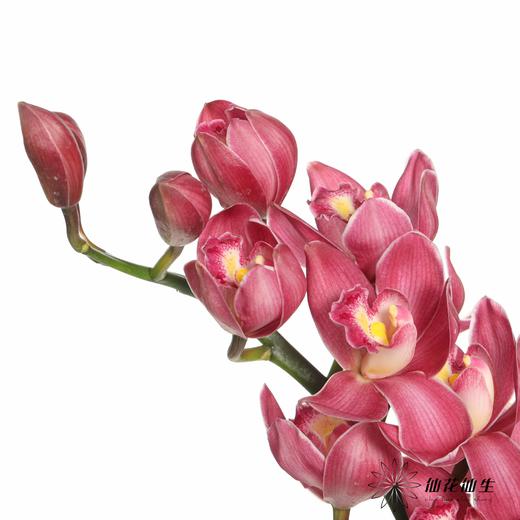 兰花 | 大花蕙兰绣球 商品图6