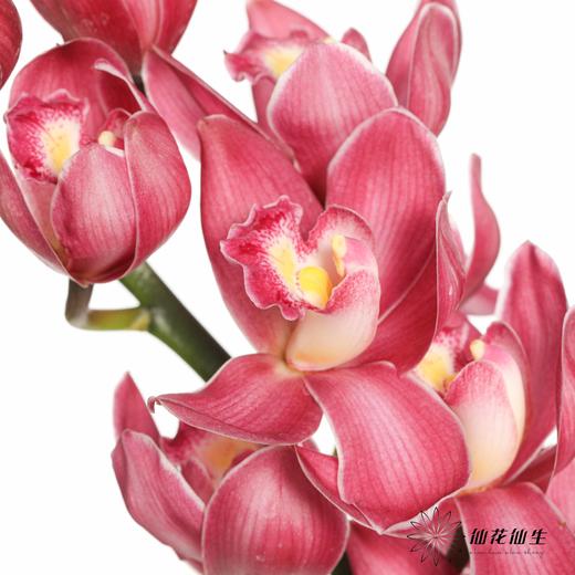 兰花 | 大花蕙兰绣球 商品图0