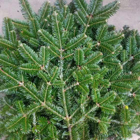 诺贝松丨圣诞节专属丨1-2支