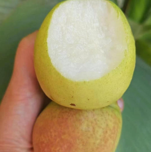 【新库尔勒香蜜梨】如清泉般甘洌，如蜂蜜般香甜，就是这个味！ 商品图5