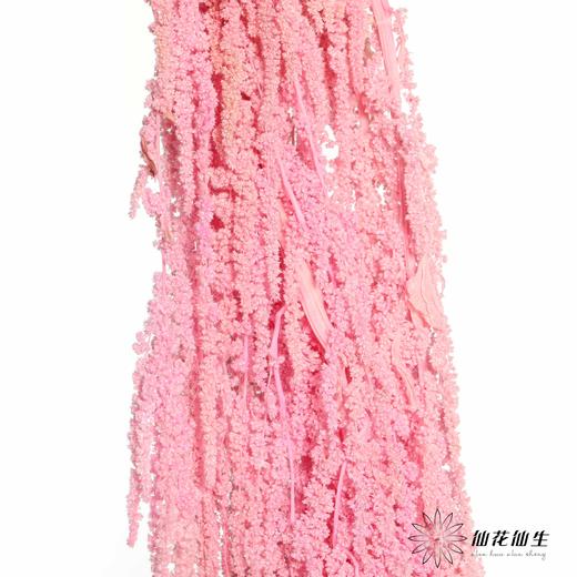 永生花材 ｜ 吊米粉色 商品图2
