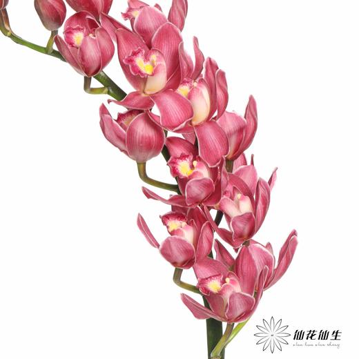 兰花 | 大花蕙兰绣球 商品图3