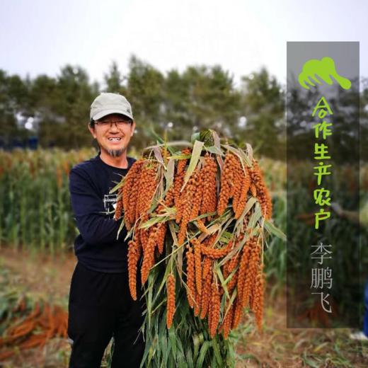 生态红谷子小米 | 合作生产 * Ecological millet | Coproduction 商品图1