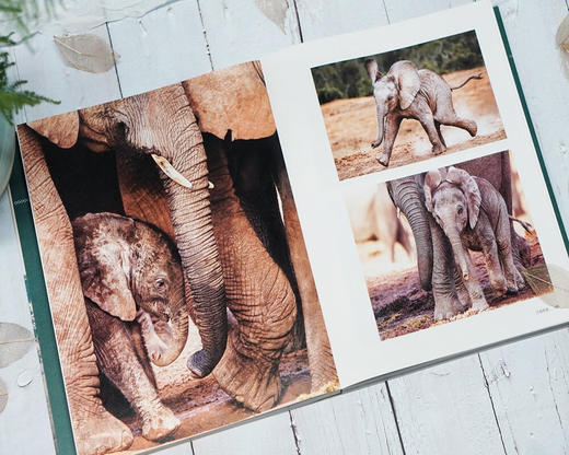 最后的大象 商品图3