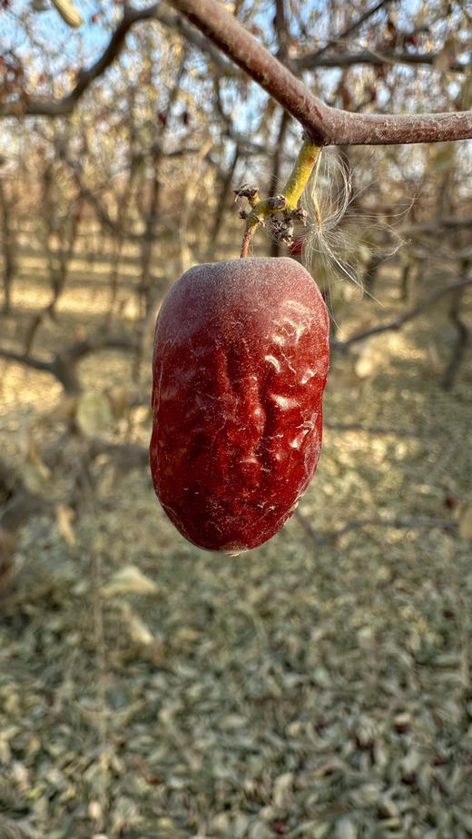 塔玛庄园自有基地吊树自然吊干若羌灰枣胡杨小枣 商品图4