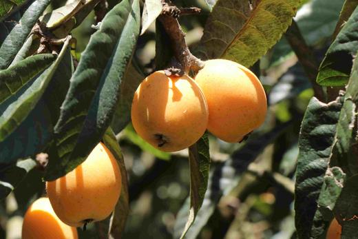 古法熬制三潭枇杷膏500g新熬 商品图13