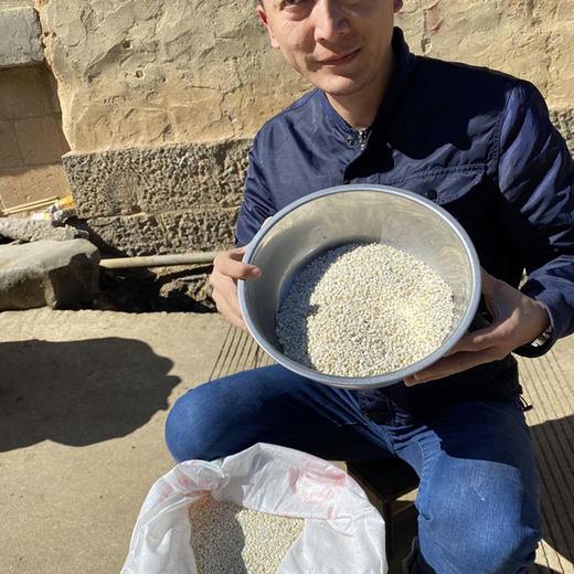平价优选：云南老品种，梁河碎开铁皮糯香小薏米仁，农家薏米干货散装 500克 商品图3