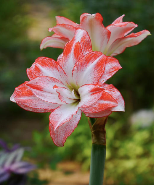 【送礼首选】进口石蜡朱顶红~（喝空气存活）花孔雀  单株 商品图4