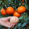【云南好物】高山沃柑 4.5斤/8斤 商品缩略图3