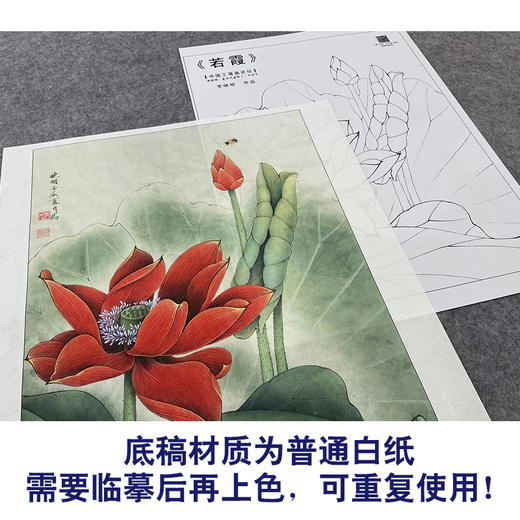 【大彩图】李晓明工笔画白描底稿《若霞》红荷花临摹勾线花鸟线稿K092 商品图3