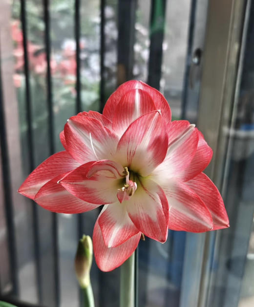 【送礼首选】进口石蜡朱顶红~（喝空气存活）花孔雀  单株 商品图0