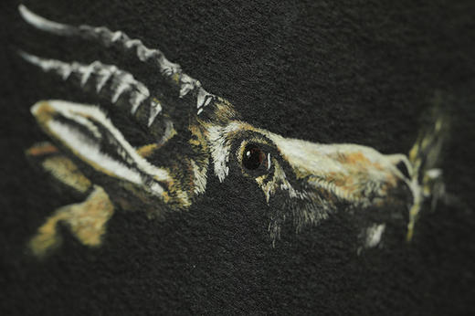 初瞳 ：我和我的野生动物朋友 王昱珩 / 初雯雯 著 商品图1