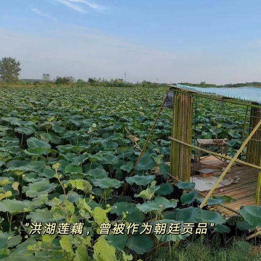 【2024年洪湖粉藕来啦！粉糯香甜 】不粉包赔！现阶段 建议使用燃气高压锅炖更香更粉糯！ 商品图9