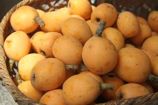 古法熬制三潭枇杷膏500g新熬 商品图11