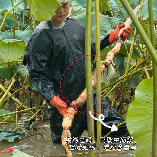 【2024年洪湖粉藕来啦！粉糯香甜 】不粉包赔！现阶段 建议使用燃气高压锅炖更香更粉糯！ 商品图3