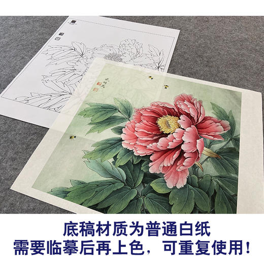 【大彩图】李晓明工笔画白描底稿斗方小品《葛巾紫》牡丹临摹勾线花鸟线稿K040 商品图3