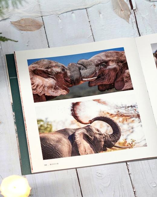 最后的大象 商品图5