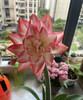 【送礼首选】进口石蜡朱顶红~（喝空气存活）花孔雀  单株 商品缩略图3