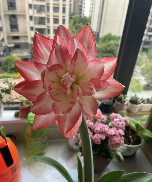 【送礼首选】进口石蜡朱顶红~（喝空气存活）花孔雀  单株 商品图3