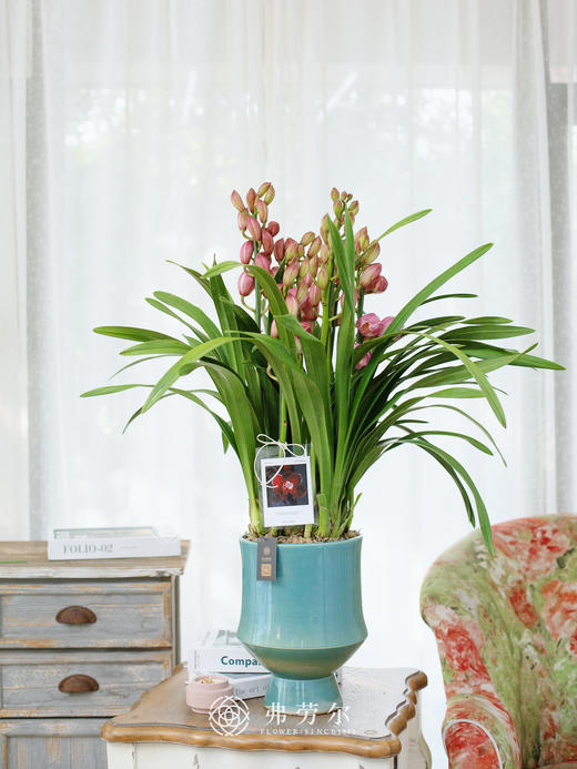 蕙兰（粉色蜜桃5） 商品图0