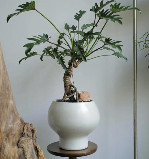 龙鳞小天使--桌面绿植 商品图0