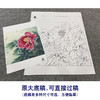 【大彩图】李晓明工笔画白描底稿斗方小品《葛巾紫》牡丹临摹勾线花鸟线稿K040 商品缩略图1