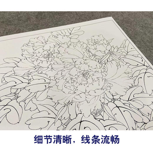 【大彩图】李晓明工笔画白描底稿斗方小品《牡丹灰文鸟》临摹勾线花鸟线稿KA10 商品图4
