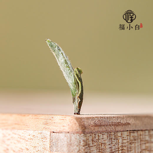 福小白 登顶福鼎白茶2023头采白毫银针380g 商品图4