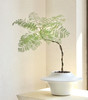 网红蓝花楹--桌面绿植 商品缩略图0