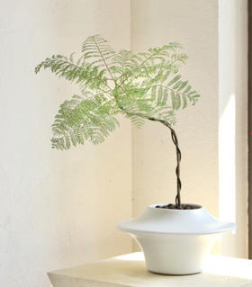 网红蓝花楹--桌面绿植