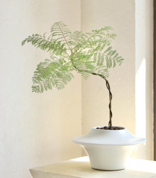 网红蓝花楹--桌面绿植 商品图0