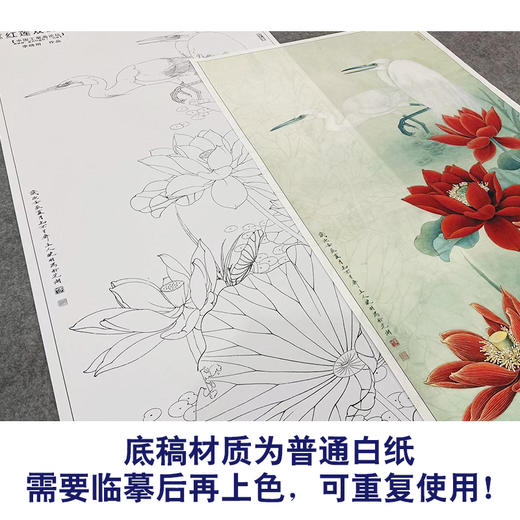 【大彩图】李晓明工笔画白描底稿《双鹭红莲》荷花白鹭临摹勾线花鸟线稿KA14 商品图3