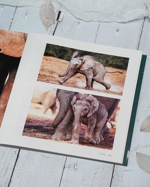 最后的大象 商品图4